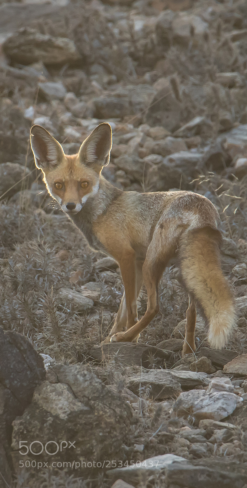 Canon EOS 7D Mark II sample photo. Vulpes rueppellii - ثعلب الرمال photography