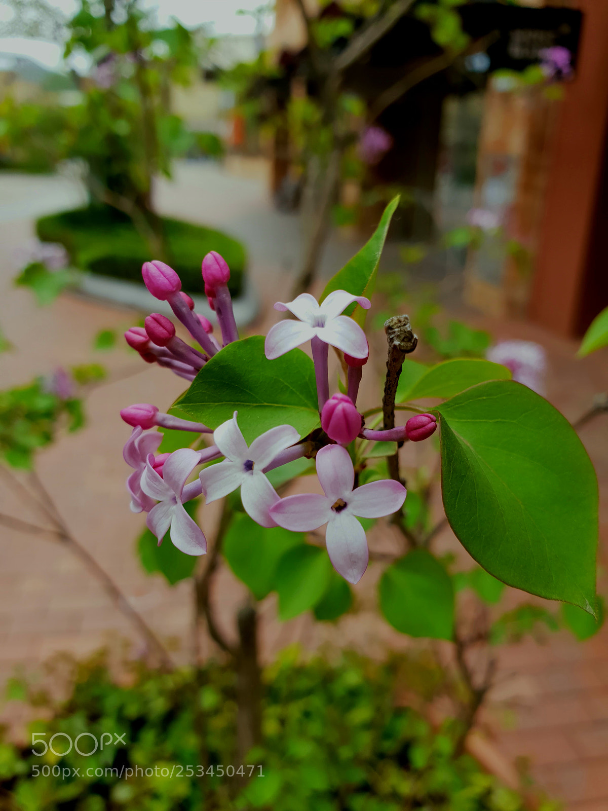 Samsung Galaxy S9+ sample photo. Street flower photography