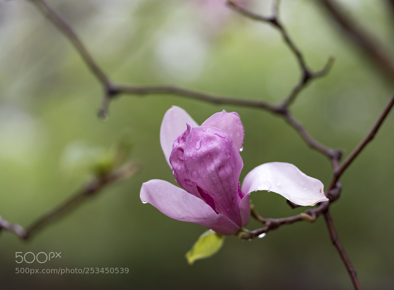 Sony a7R II sample photo. Mangnolia flowers in the photography