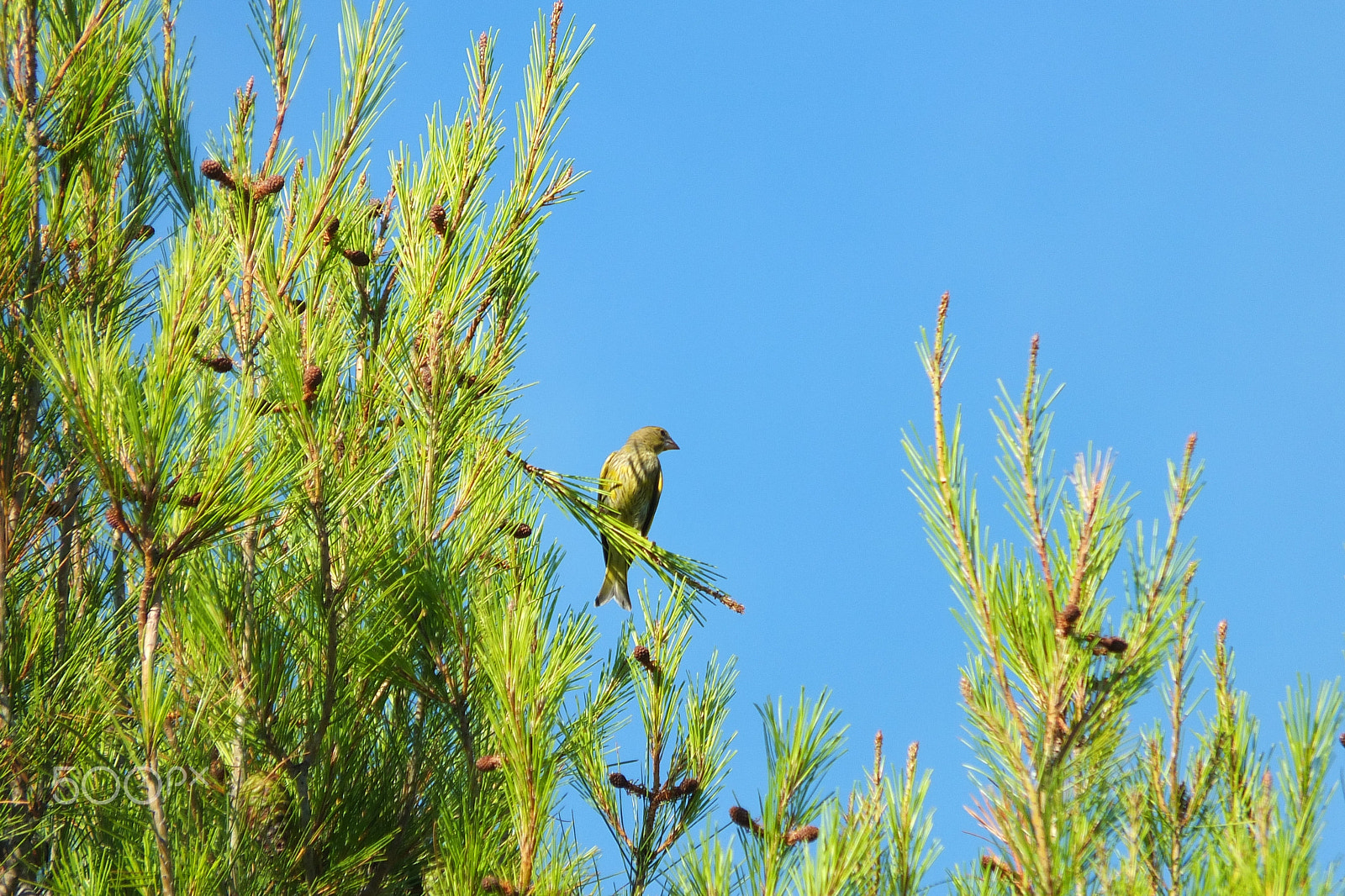 Fujifilm X-S1 sample photo. Greenfinch (chloris chloris), zelendur photography