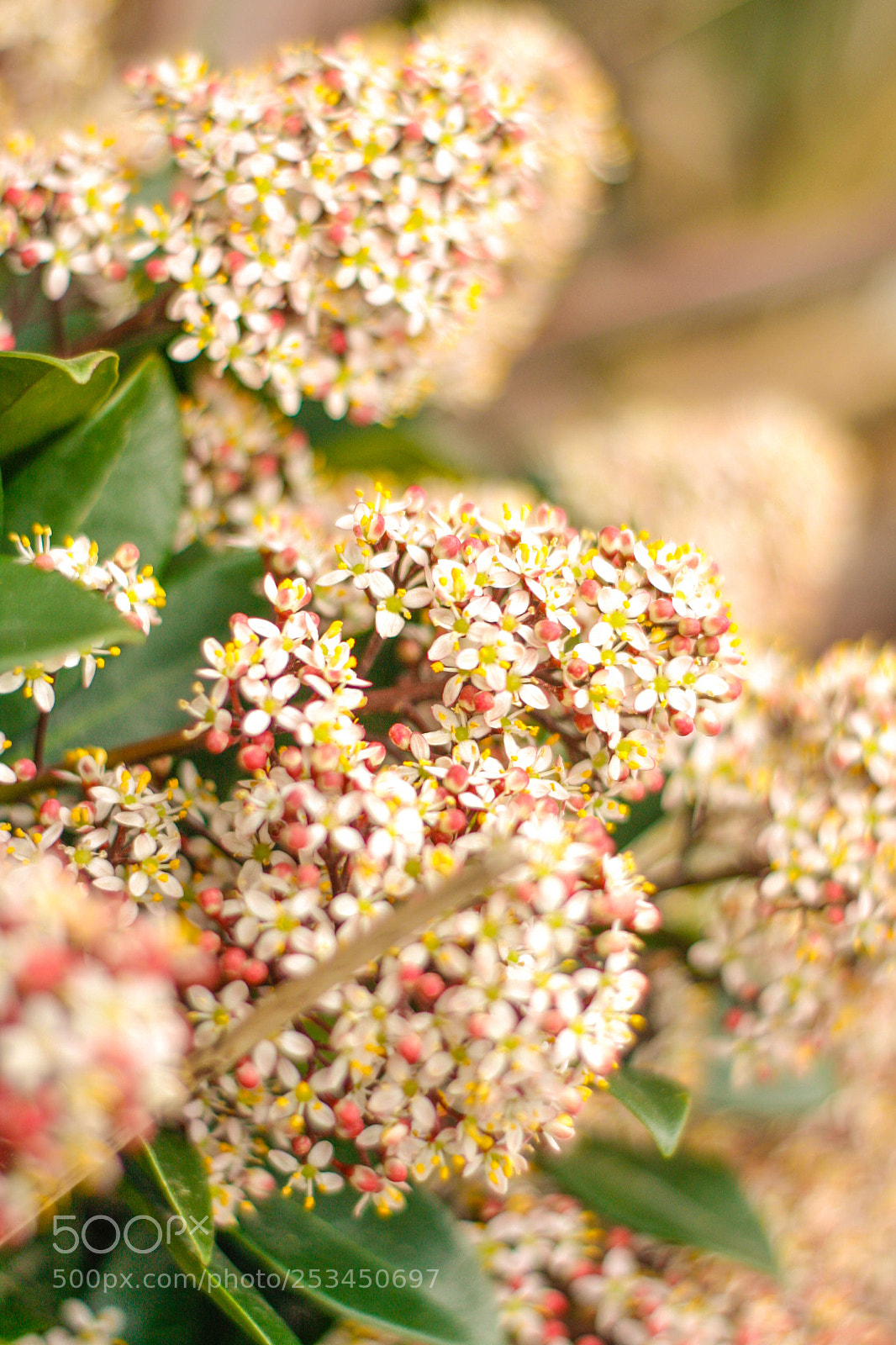 Canon EOS 40D sample photo. Mg photography