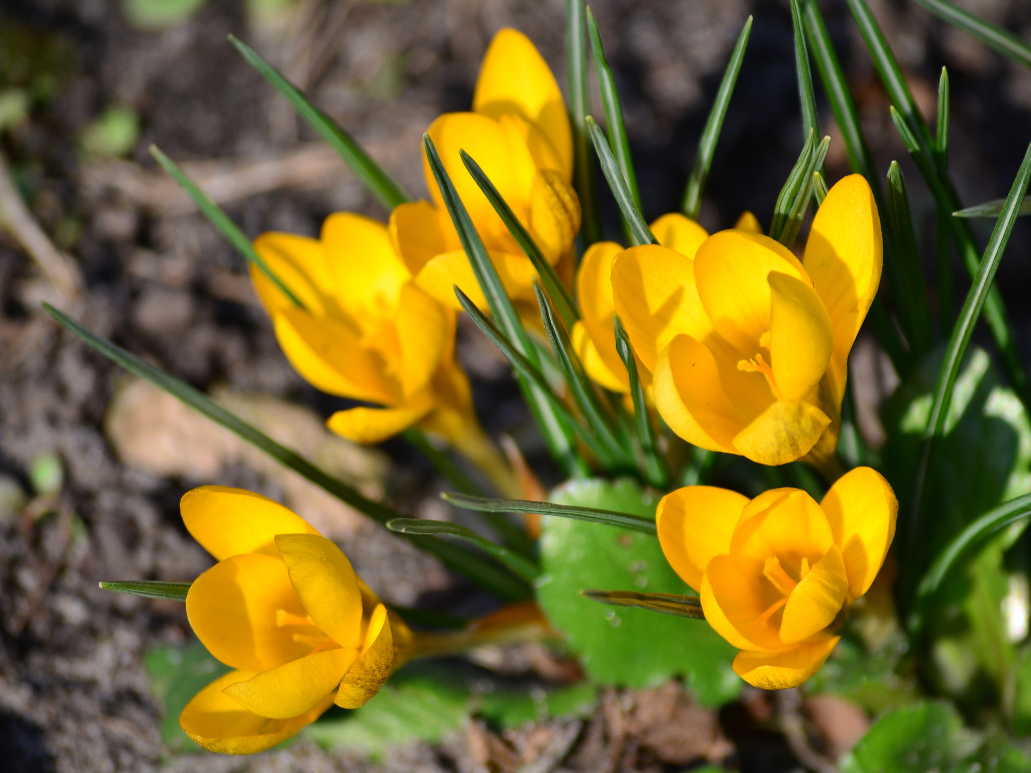 Nikon D5100 sample photo. Весенние цветы photography
