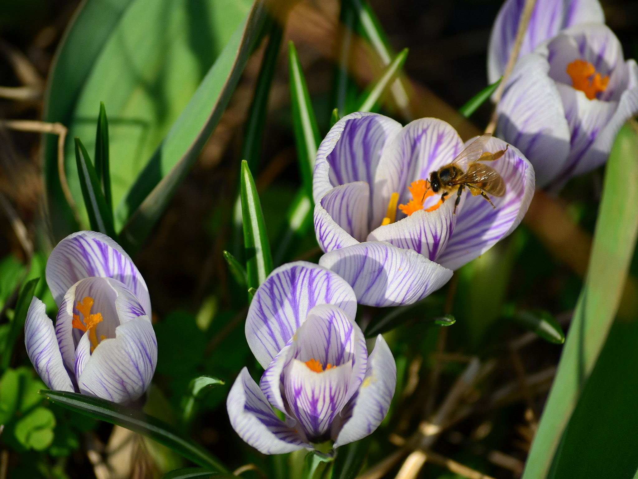 Nikon D5100 sample photo. Весенние цветы photography
