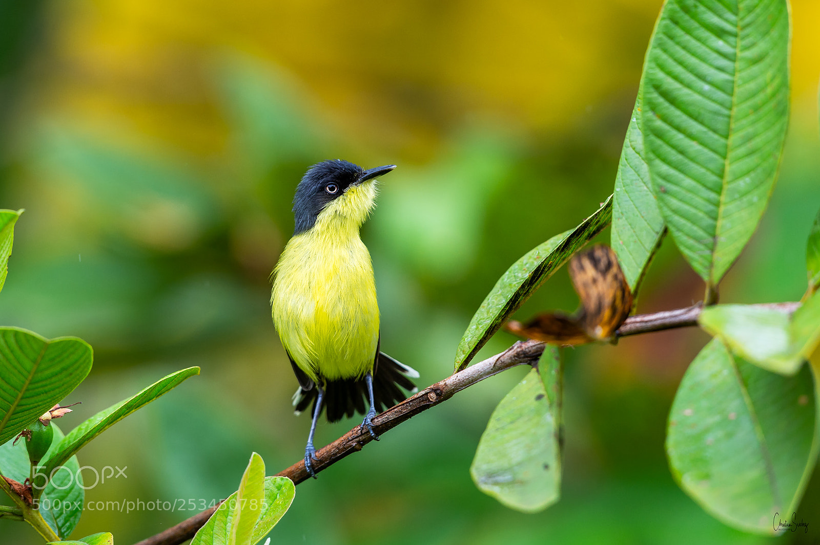 Nikon D4 sample photo. Common tody-flycatcher photography