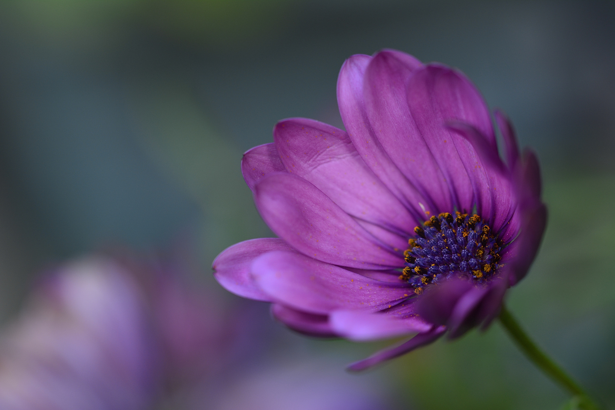 Nikon D7100 sample photo. Flower photography