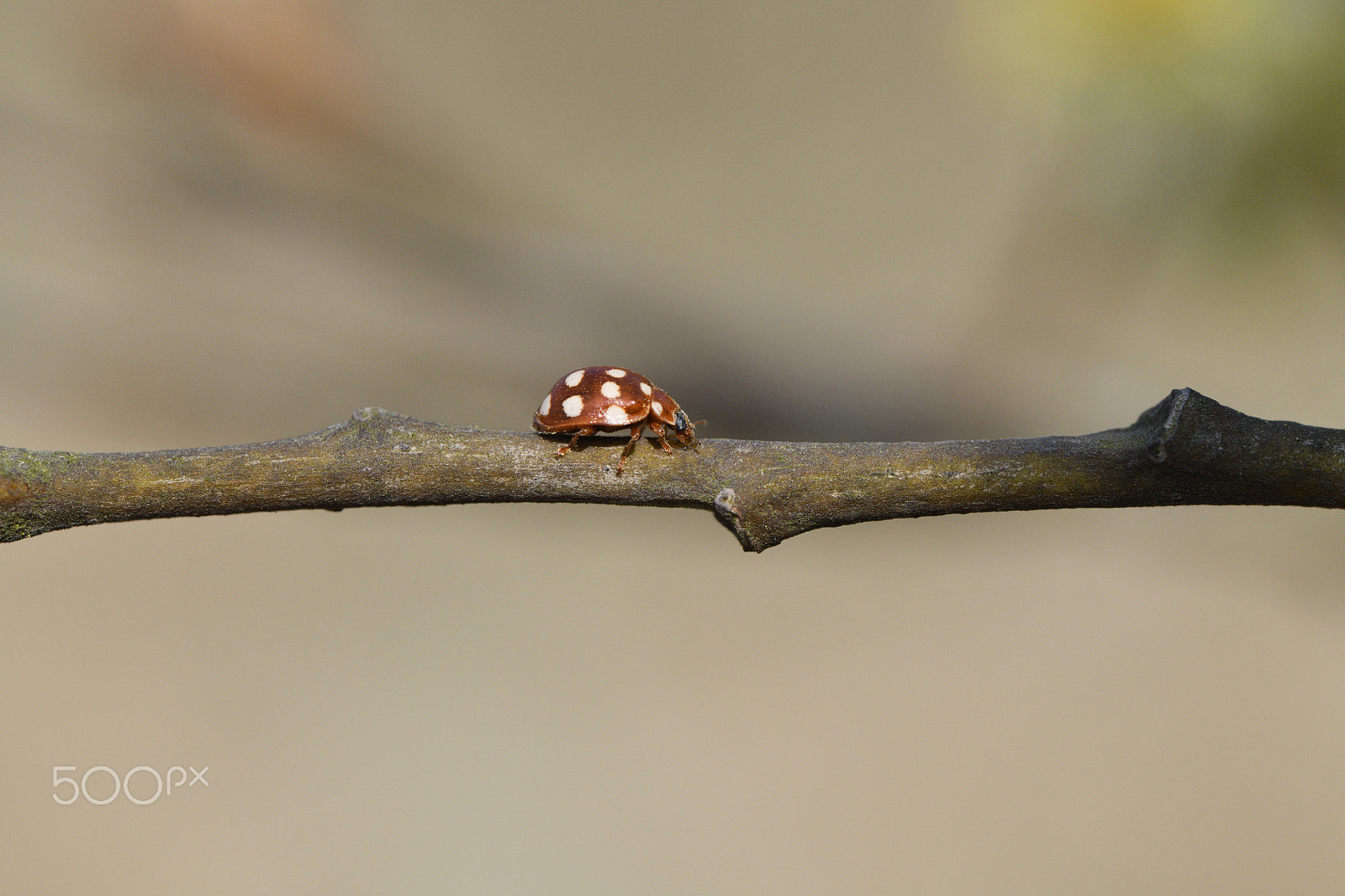 Nikon D850 sample photo. Pure form of the photo photography