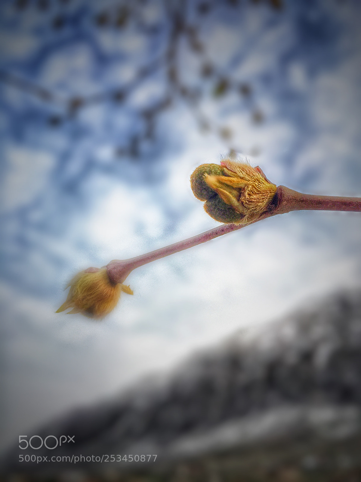 Apple iPhone 6 sample photo. With iphone 6 photography