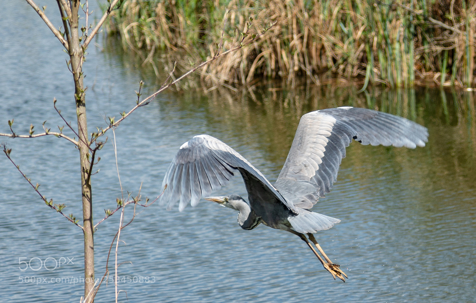 Canon EOS 5D Mark IV sample photo. Graureiher photography