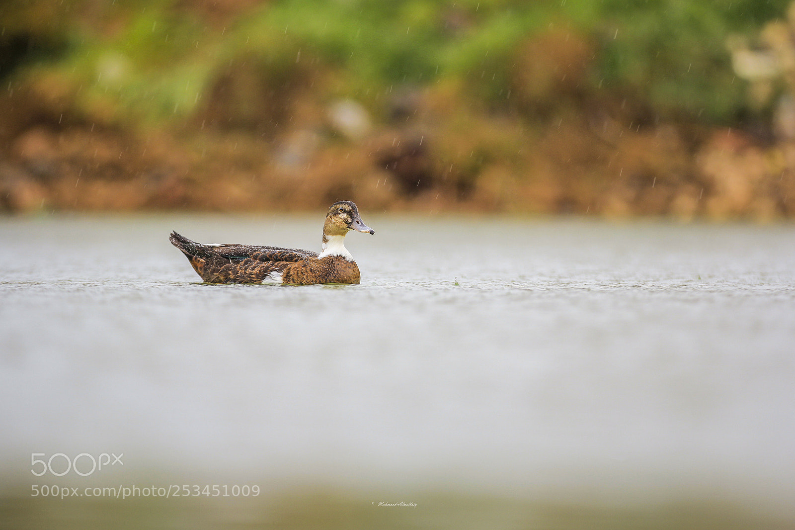 Canon EOS 60D sample photo. Duck photography