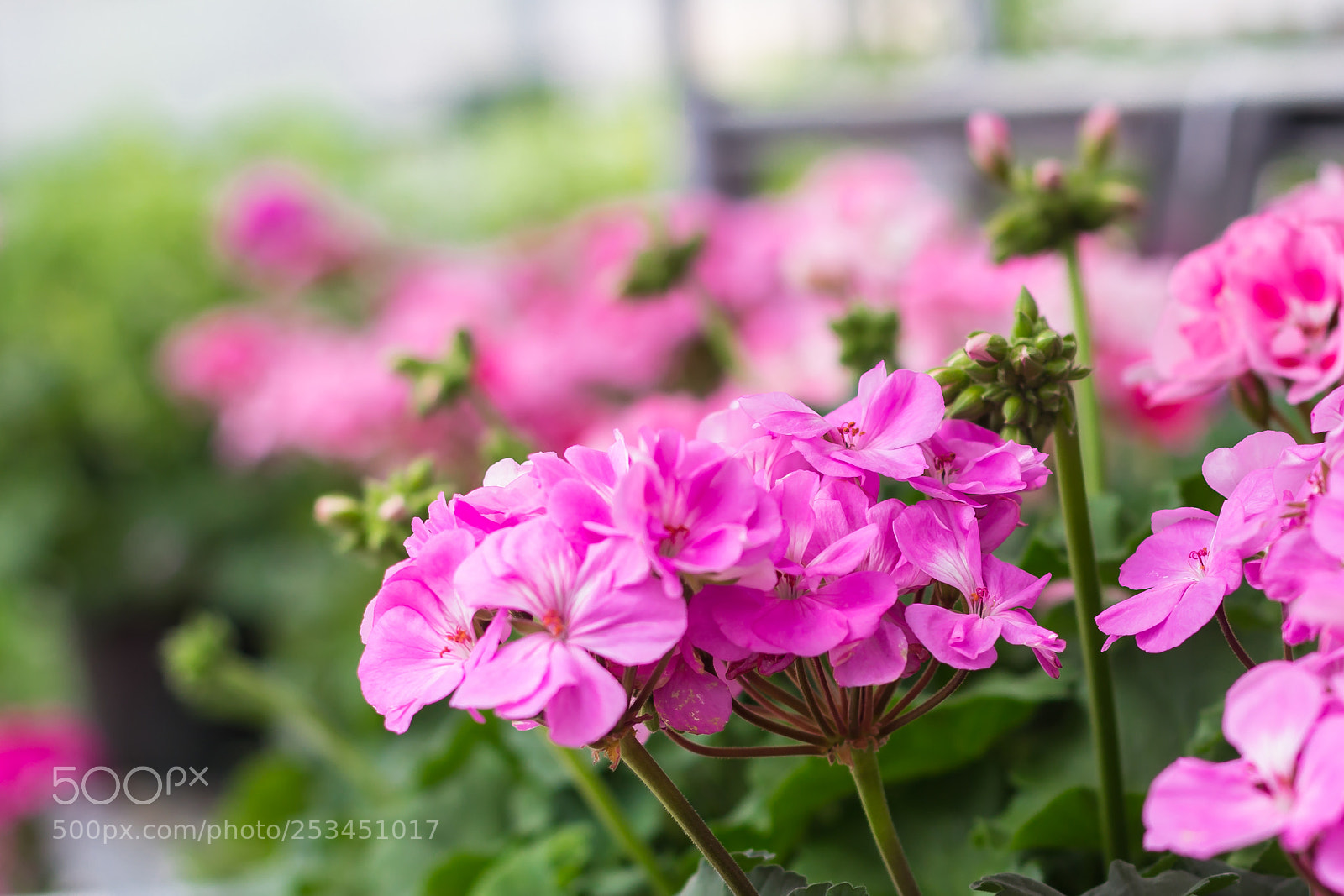 Canon EOS 60D sample photo. Geraniums photography