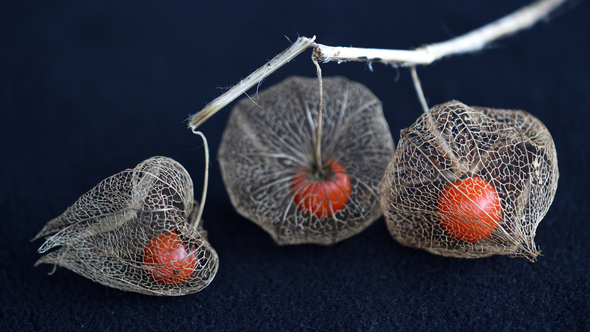 Nikon AF-S DX Micro-Nikkor 85mm F3.5G ED VR sample photo. Physalis.jpg photography