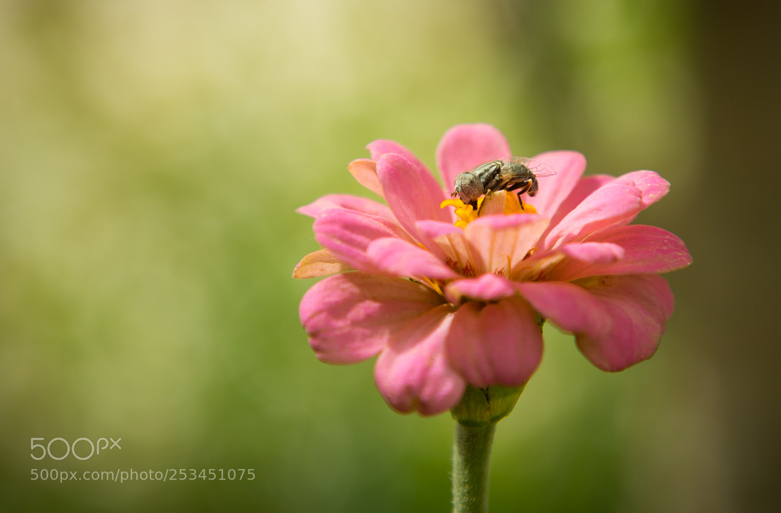 Canon EOS 6D Mark II sample photo. The fly and the photography