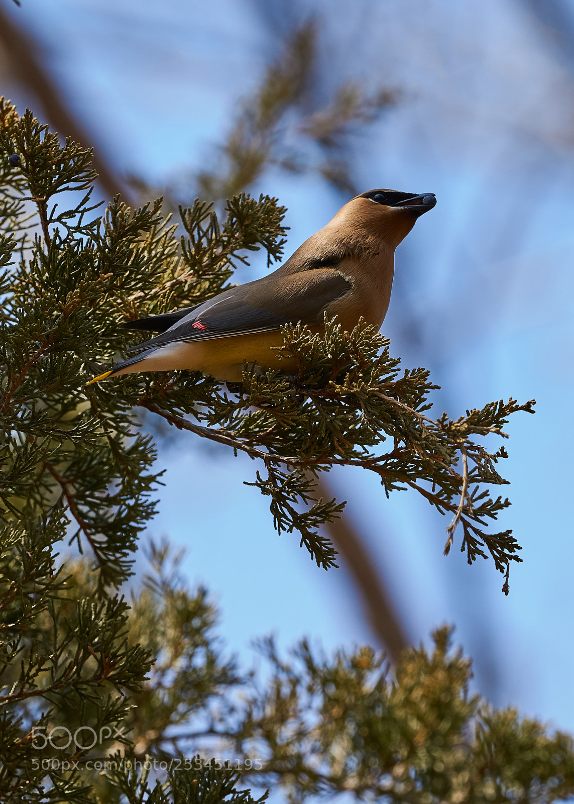 Sony a6000 sample photo. Cedar waxwing feeding on photography