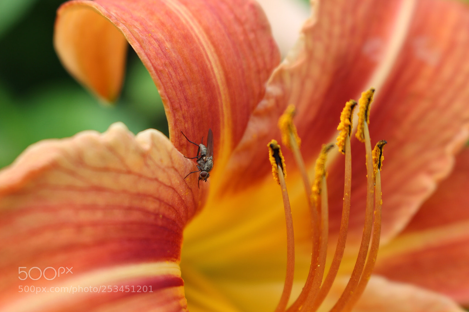 Canon EOS 100D (EOS Rebel SL1 / EOS Kiss X7) sample photo. Little fly on a photography