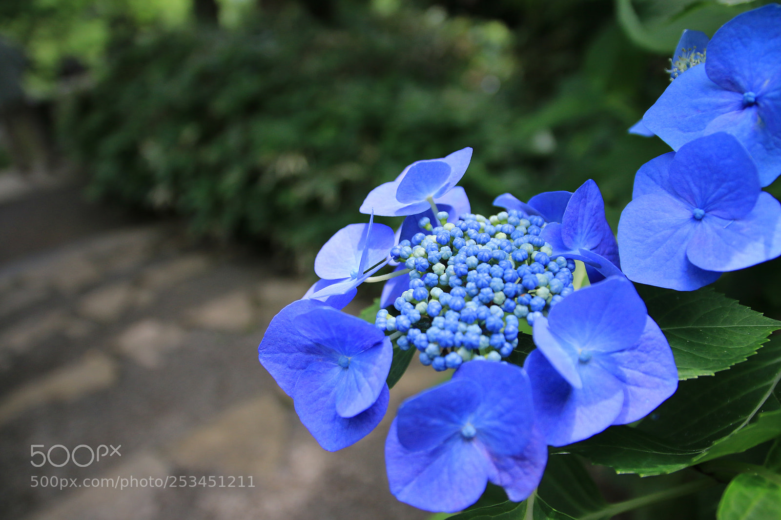 Canon EOS 70D sample photo. 雨引観音…あじさい photography