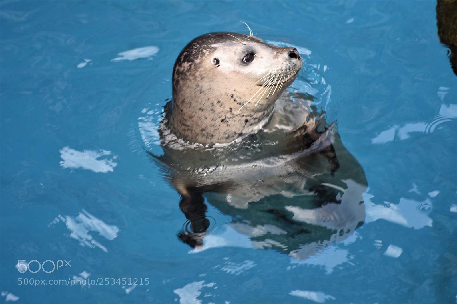 Nikon D7200 sample photo. Seal photography