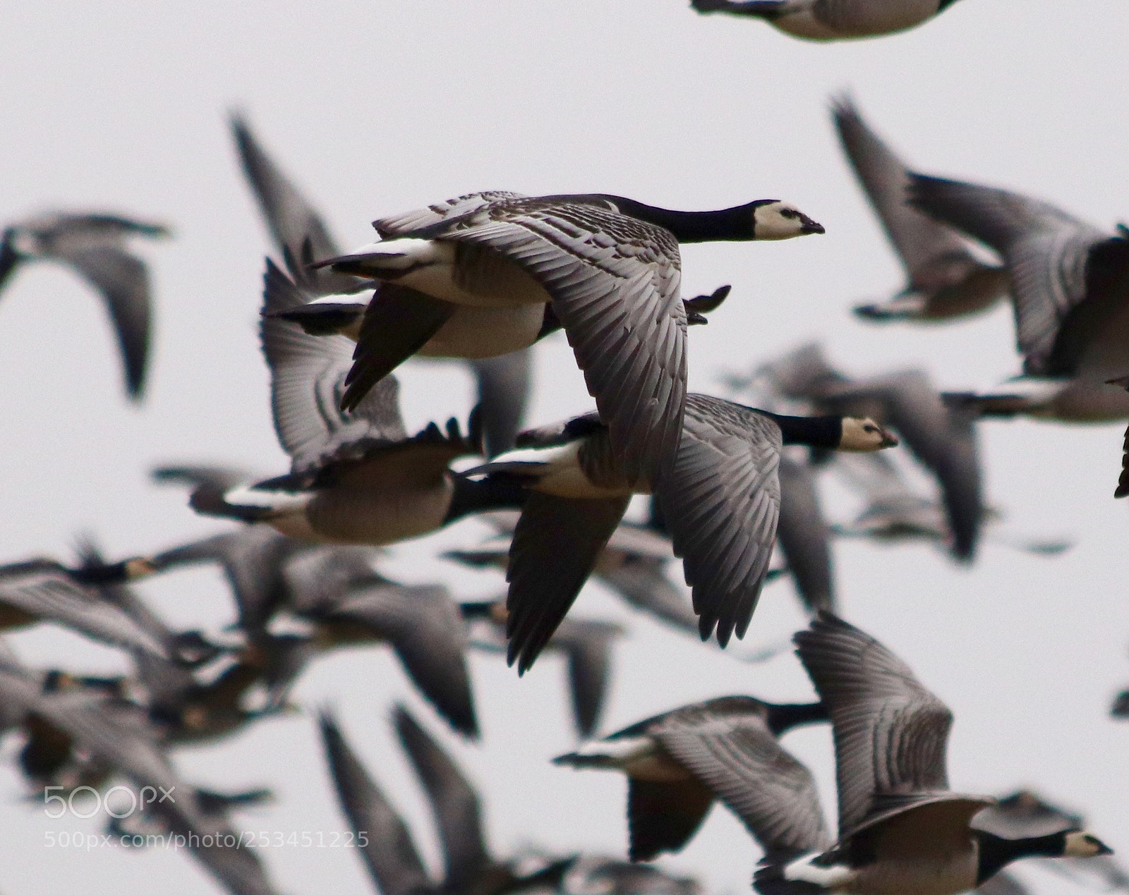 Canon EOS 77D (EOS 9000D / EOS 770D) sample photo. Big group of barnacles photography