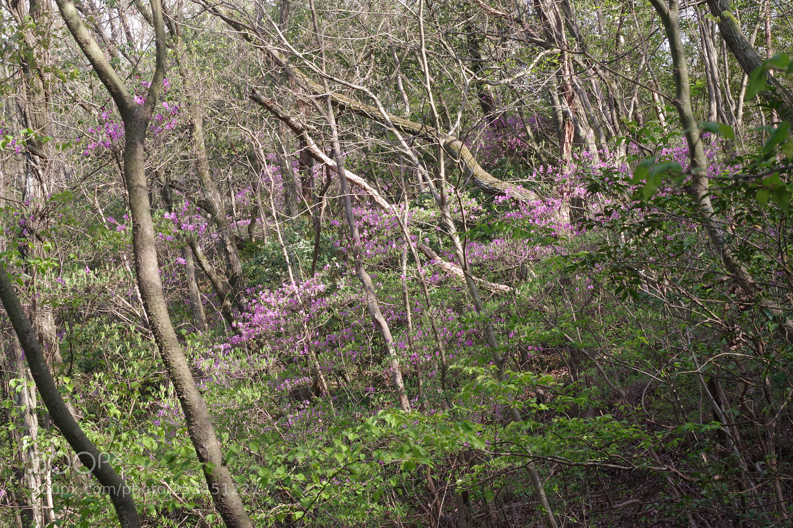 Pentax K-70 sample photo. Untitled photography