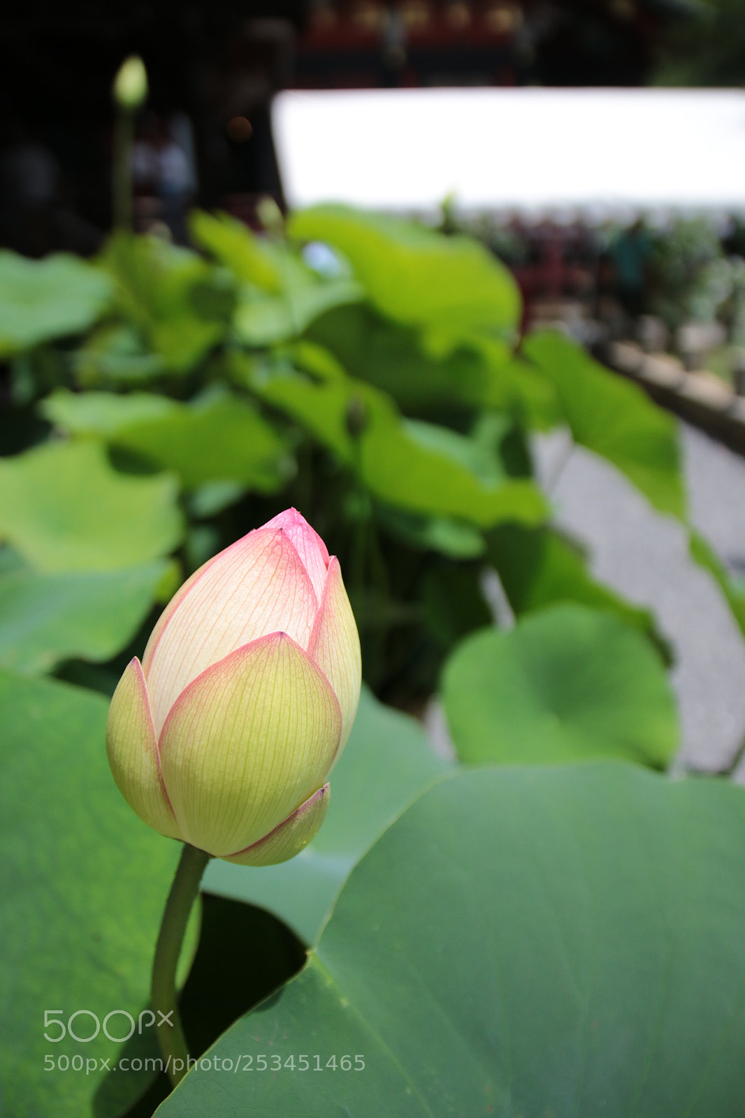 Canon EOS 70D sample photo. 雨引観音…蓮のつぼみ photography
