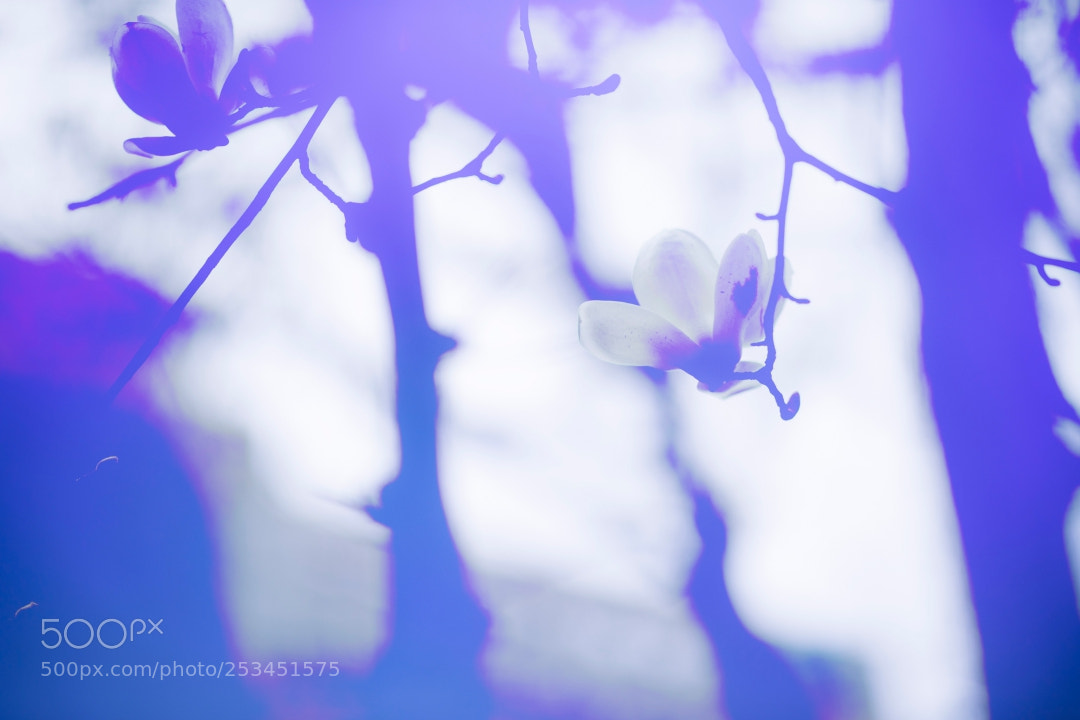 Canon EOS 5D Mark IV sample photo. A dreaming magnolia photography