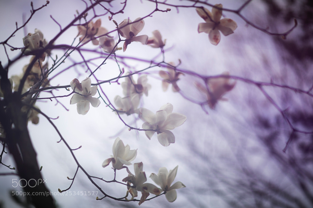 Canon EOS 5D Mark IV sample photo. A dreaming magnolia photography