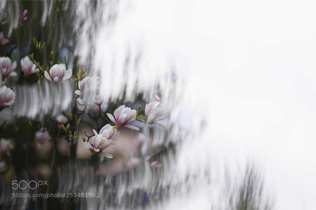 Canon EOS 5D Mark IV sample photo. A dreaming magnolia photography