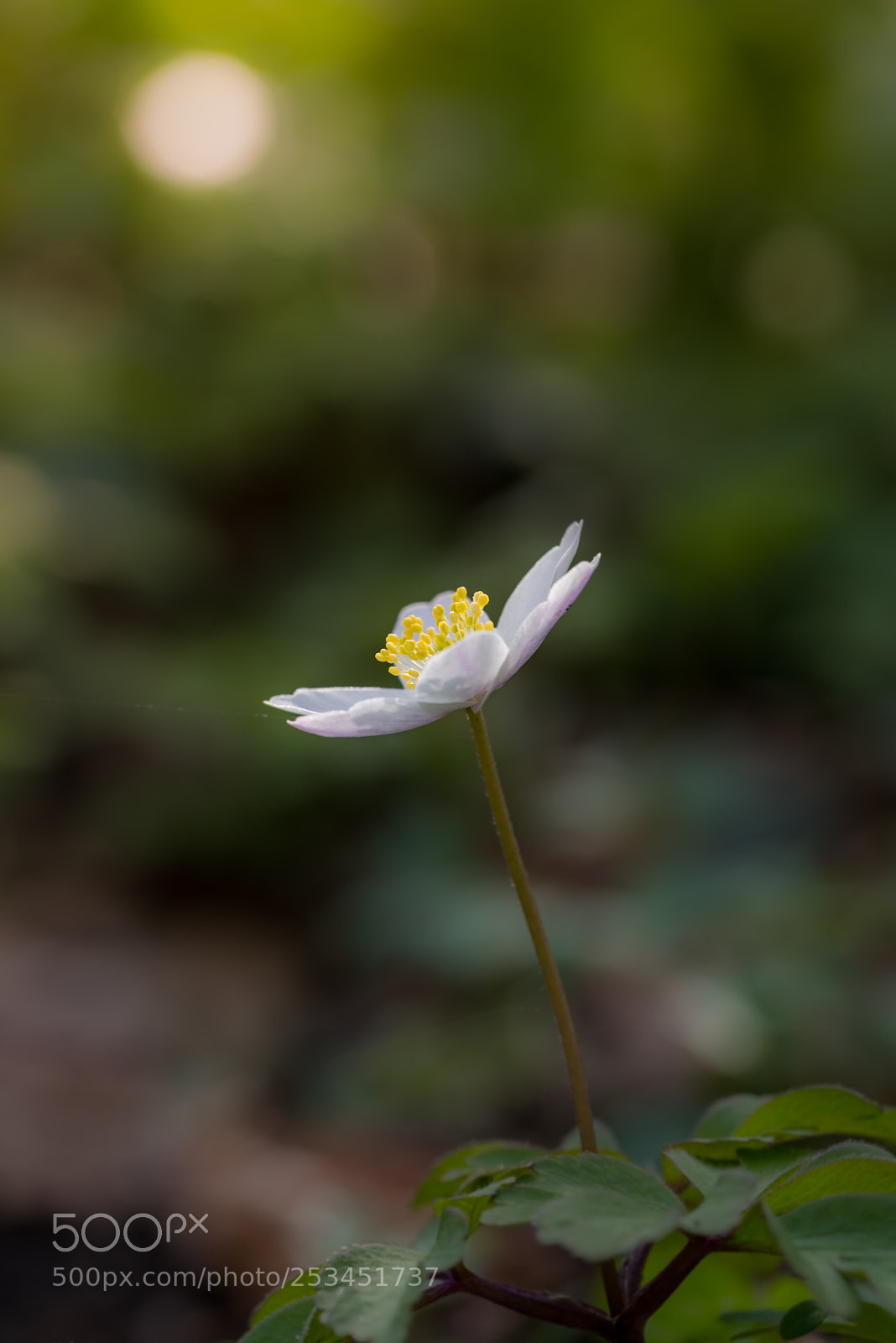 Nikon D810 sample photo. Capturing photography