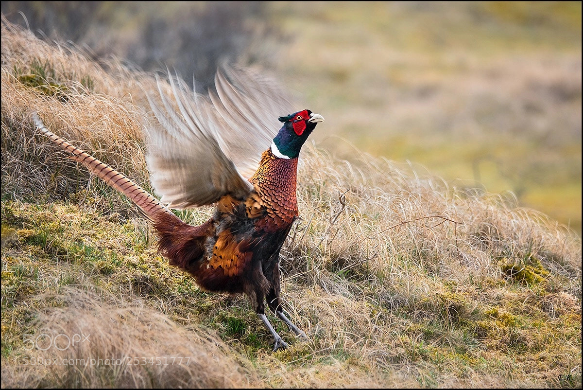 Sony Cyber-shot DSC-RX10 IV sample photo. Pheasant photography