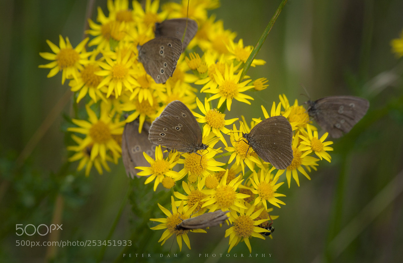 Canon EOS-1D Mark III sample photo. Ringlets on flower photography