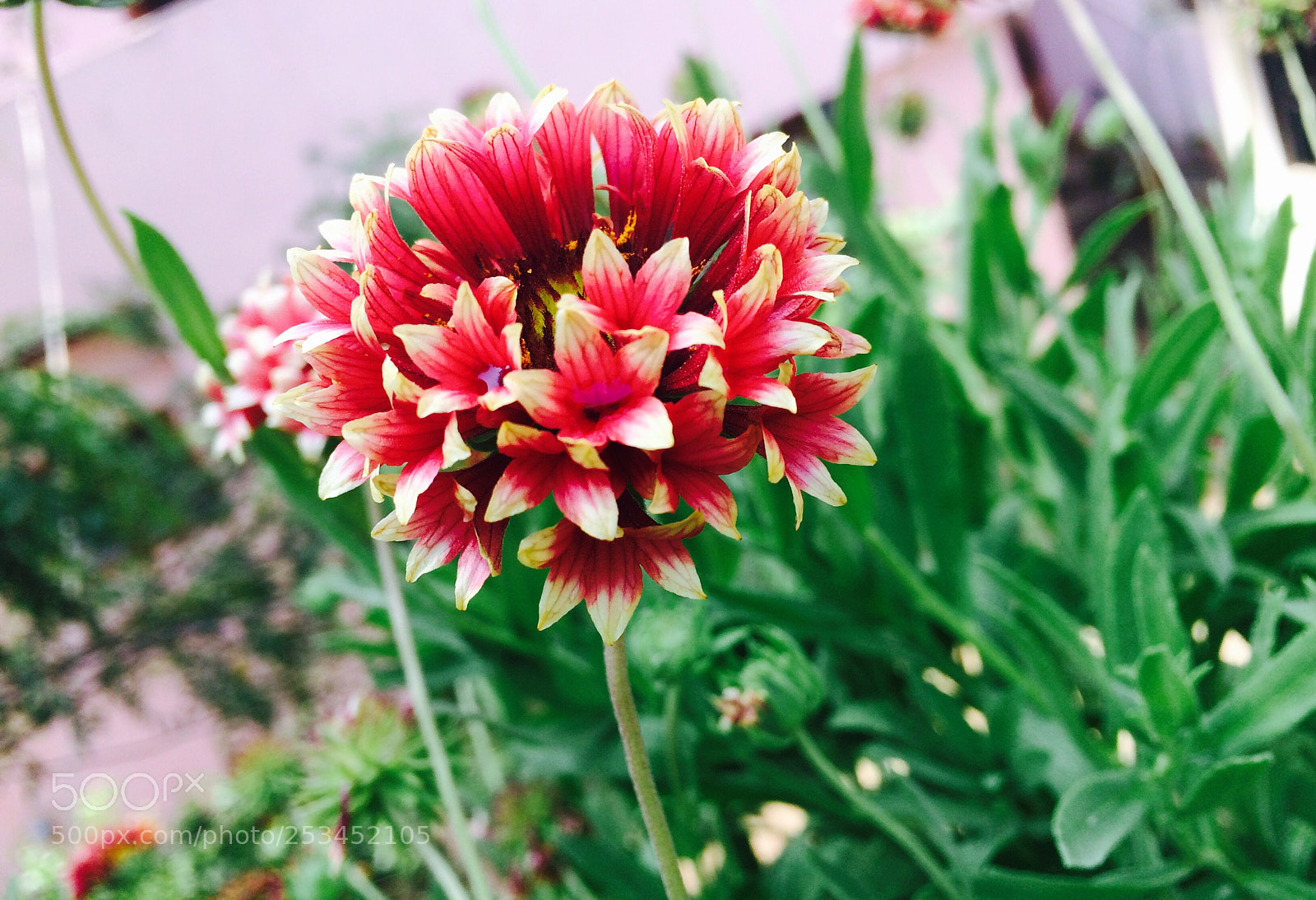 Apple iPhone 5s sample photo. Untitled photography
