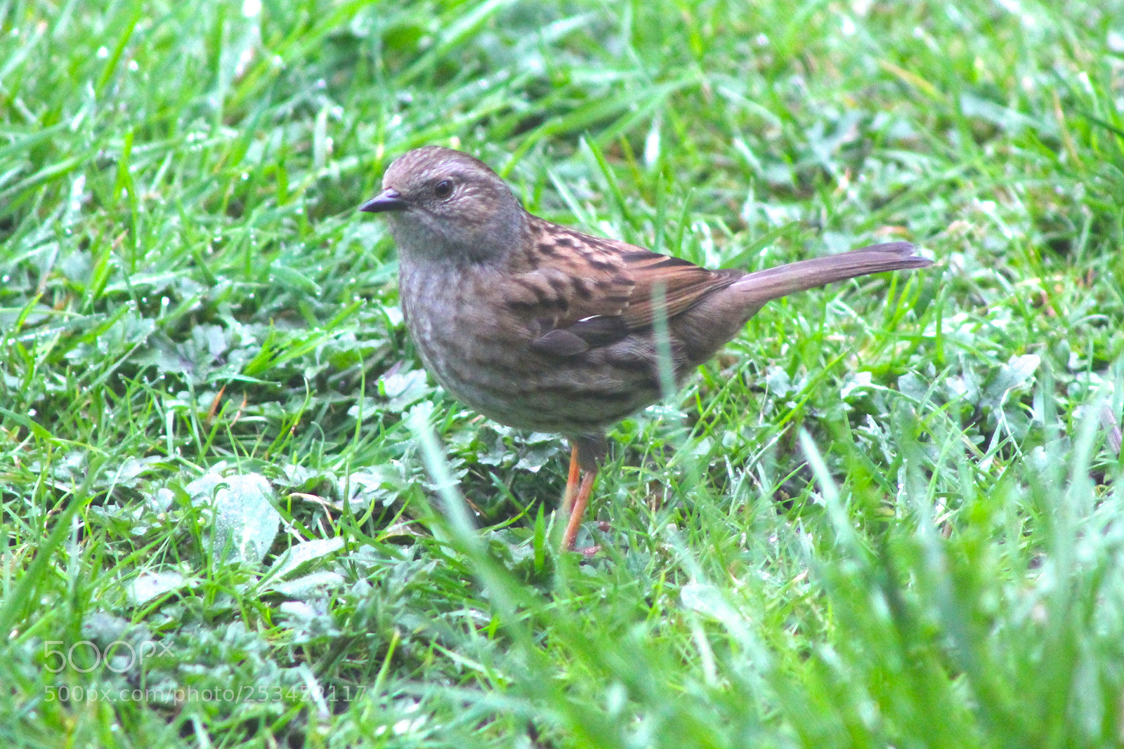 Canon EOS 1100D (EOS Rebel T3 / EOS Kiss X50) sample photo. Dunnock.jpg photography
