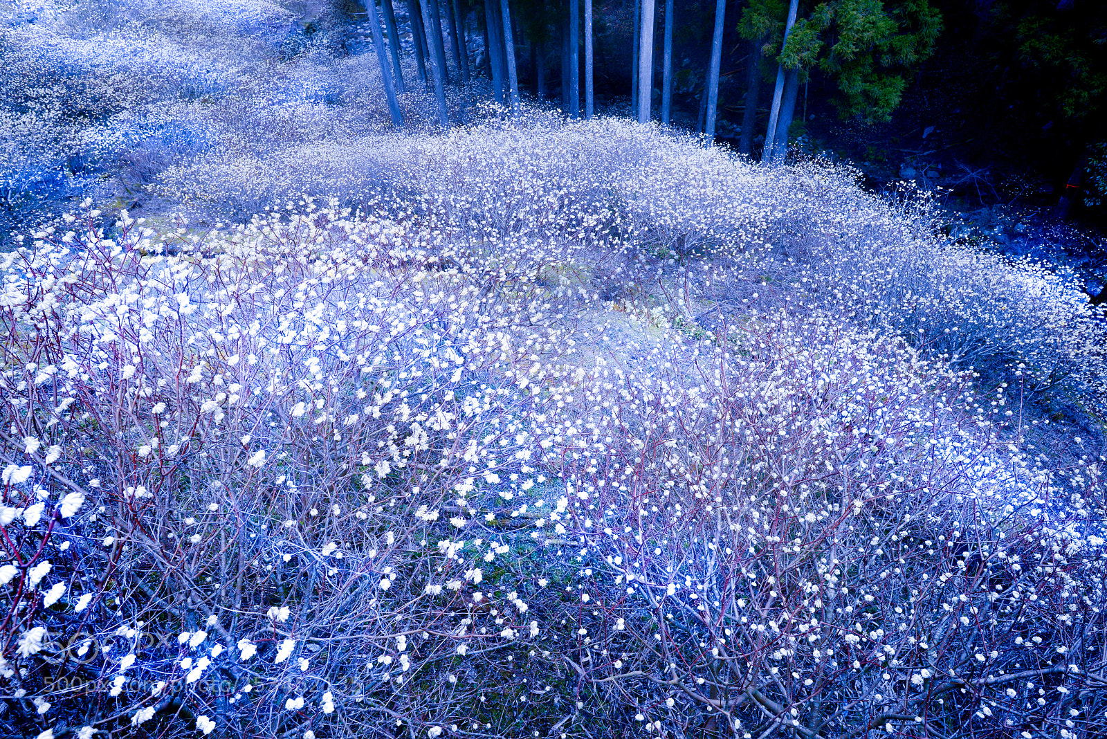 Nikon D800E sample photo. Sleeping beauty wake? photography