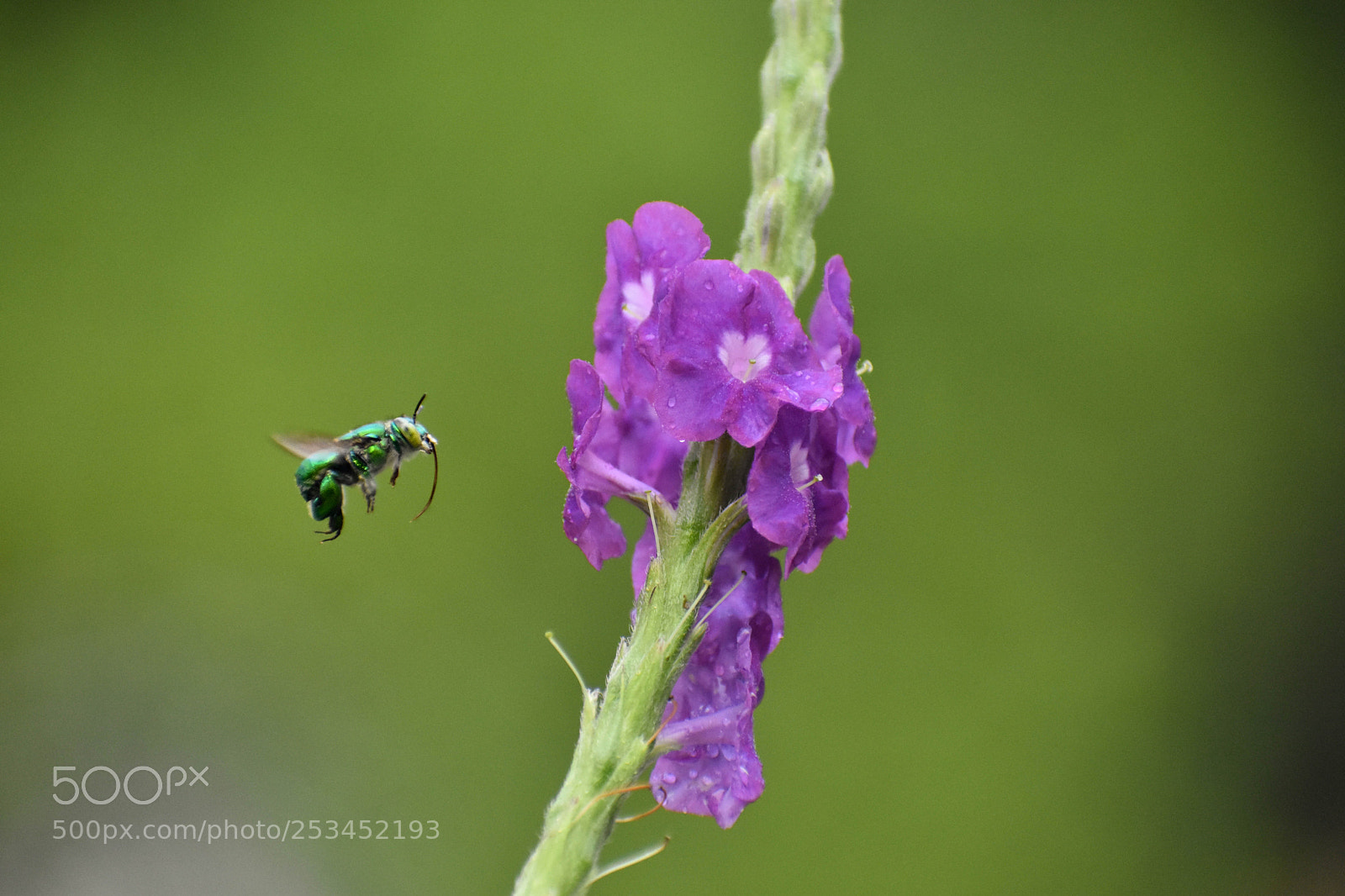 Nikon D3400 sample photo. Pollinator photography