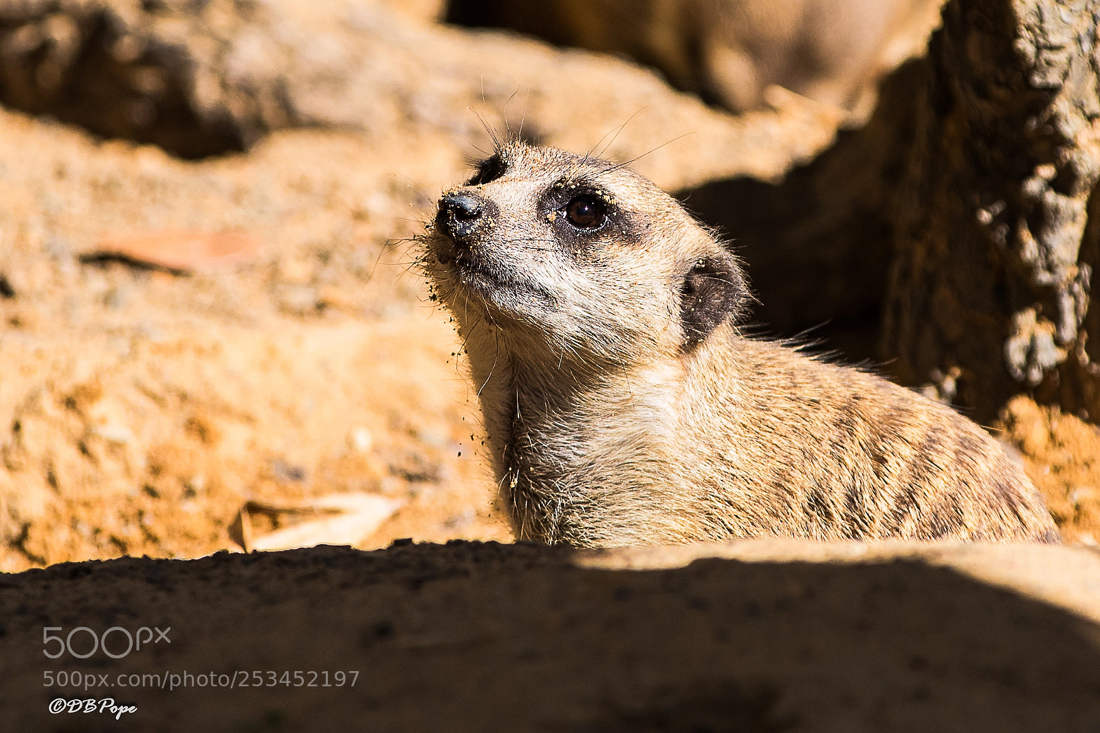 Canon EOS 7D Mark II sample photo. Suricata (aka meerkat) photography