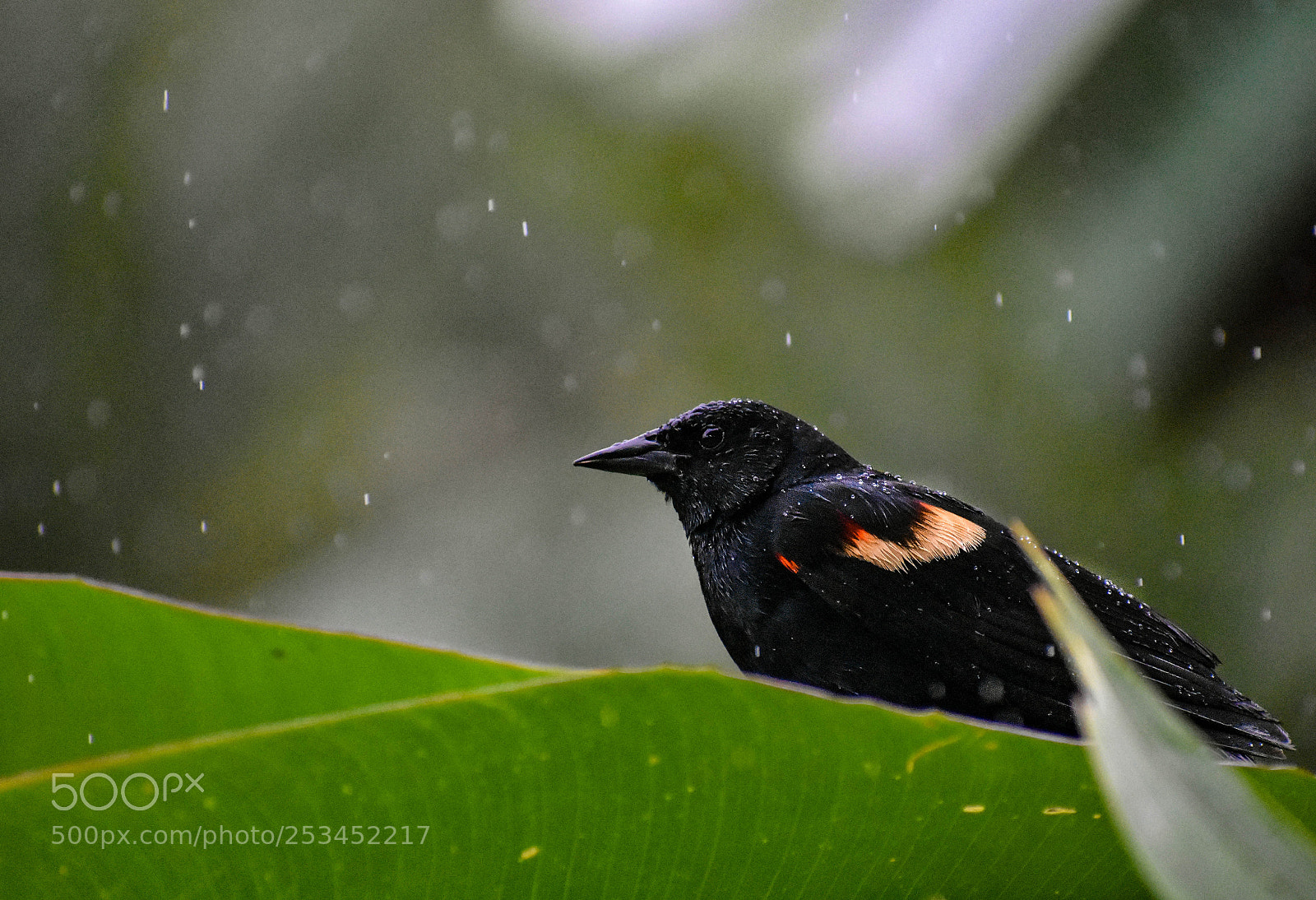 Nikon D3400 sample photo. Rain photography