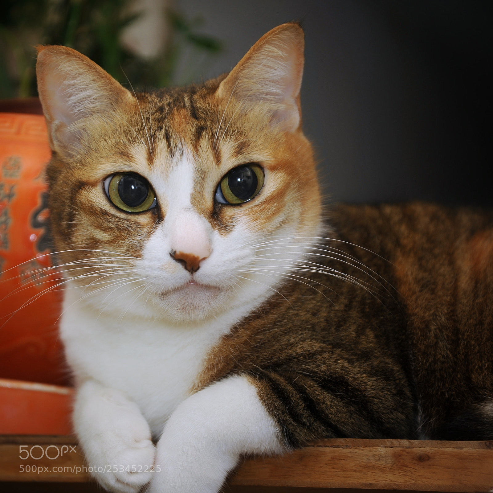 Nikon D700 sample photo. Little fat photography