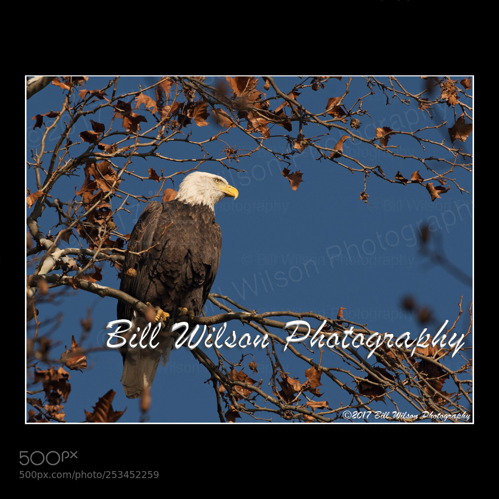 Nikon D500 sample photo. Bald eagle photography