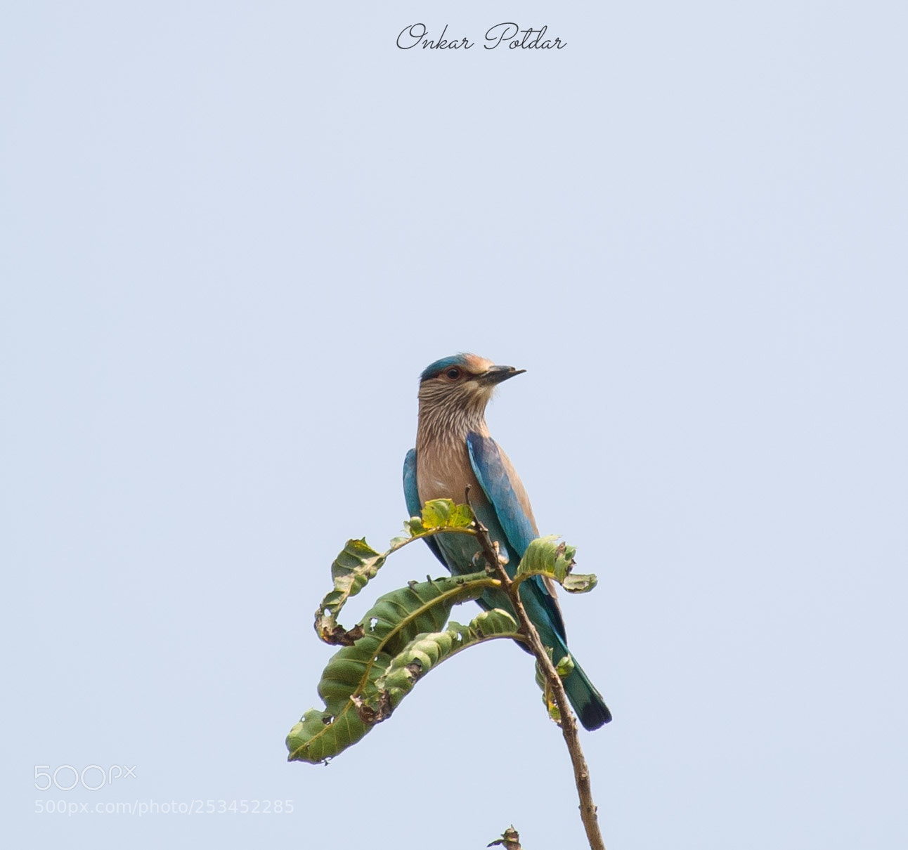 Nikon D7000 sample photo. Indian roller photography