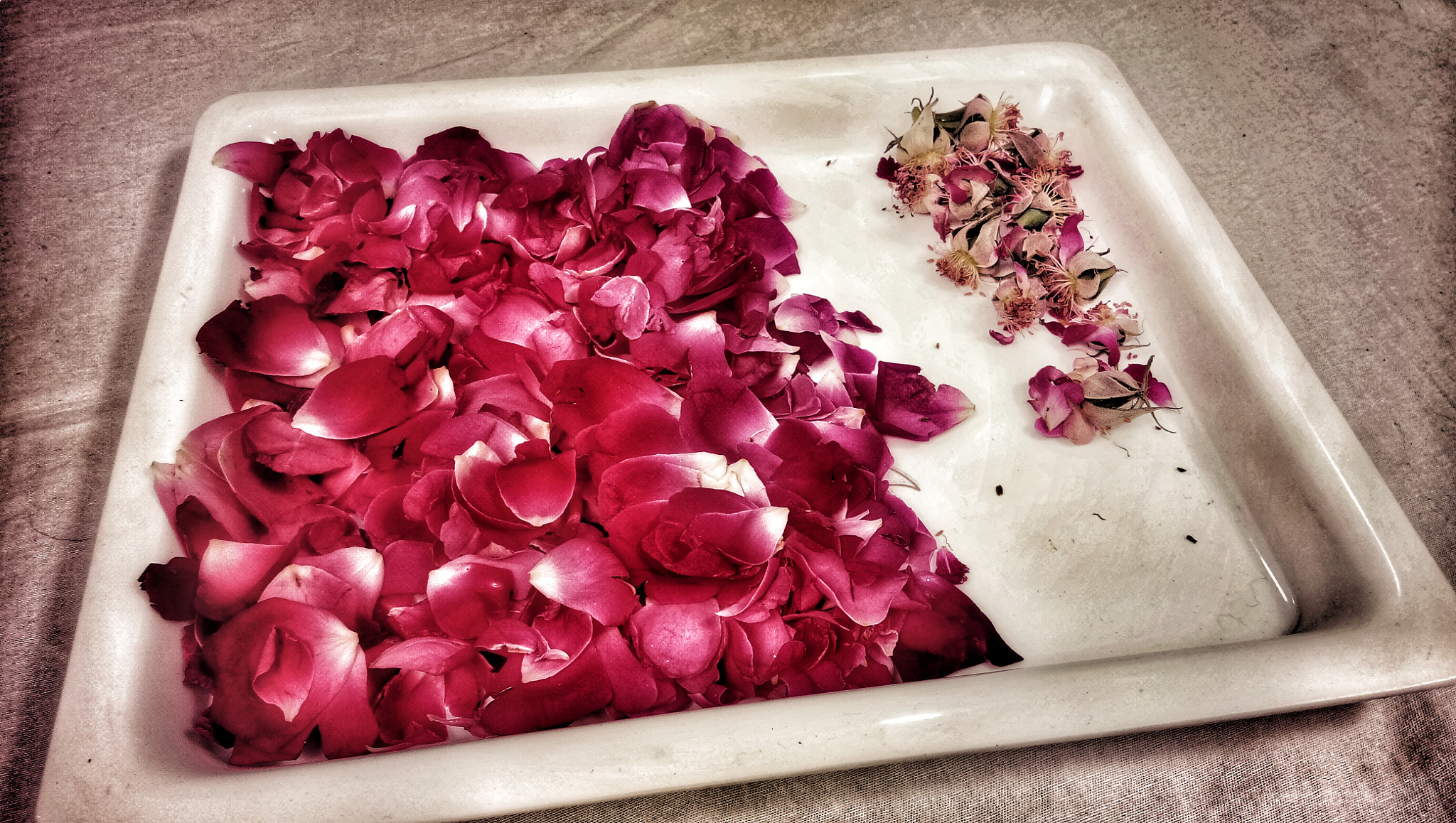 vivo 1601 sample photo. Rose pastel photography