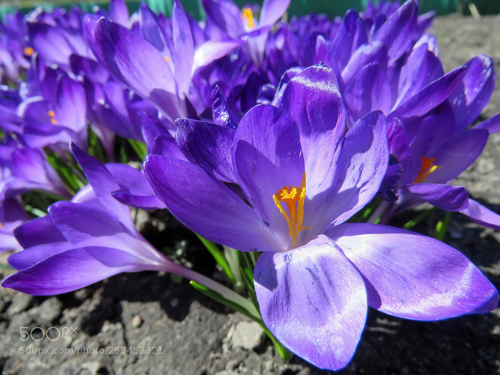 Canon PowerShot SX60 HS sample photo. Blossoming purple crocuses photography