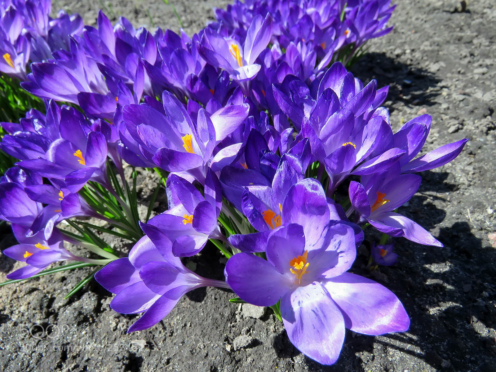 Canon PowerShot SX60 HS sample photo. Blossoming purple crocuses photography