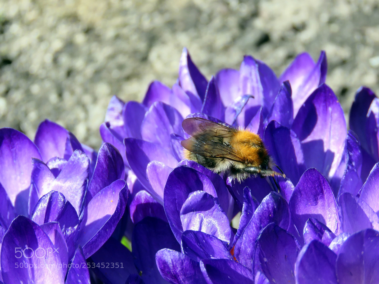 Canon PowerShot SX60 HS sample photo. Bumblebee on crocuses photography