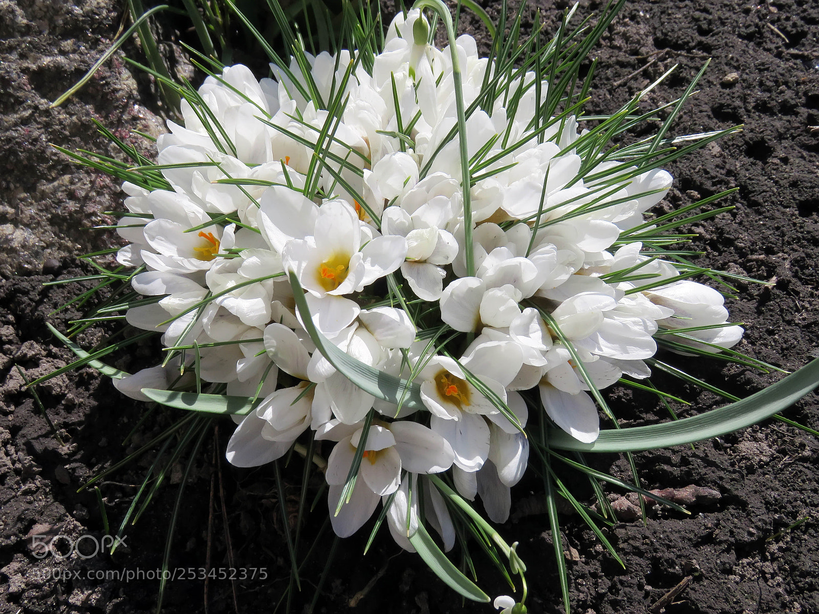 Canon PowerShot SX60 HS sample photo. Blossoming white crocuses photography
