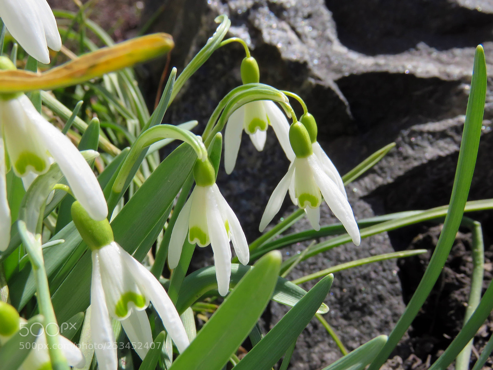 Canon PowerShot SX60 HS sample photo. Blooming white snowdrops photography