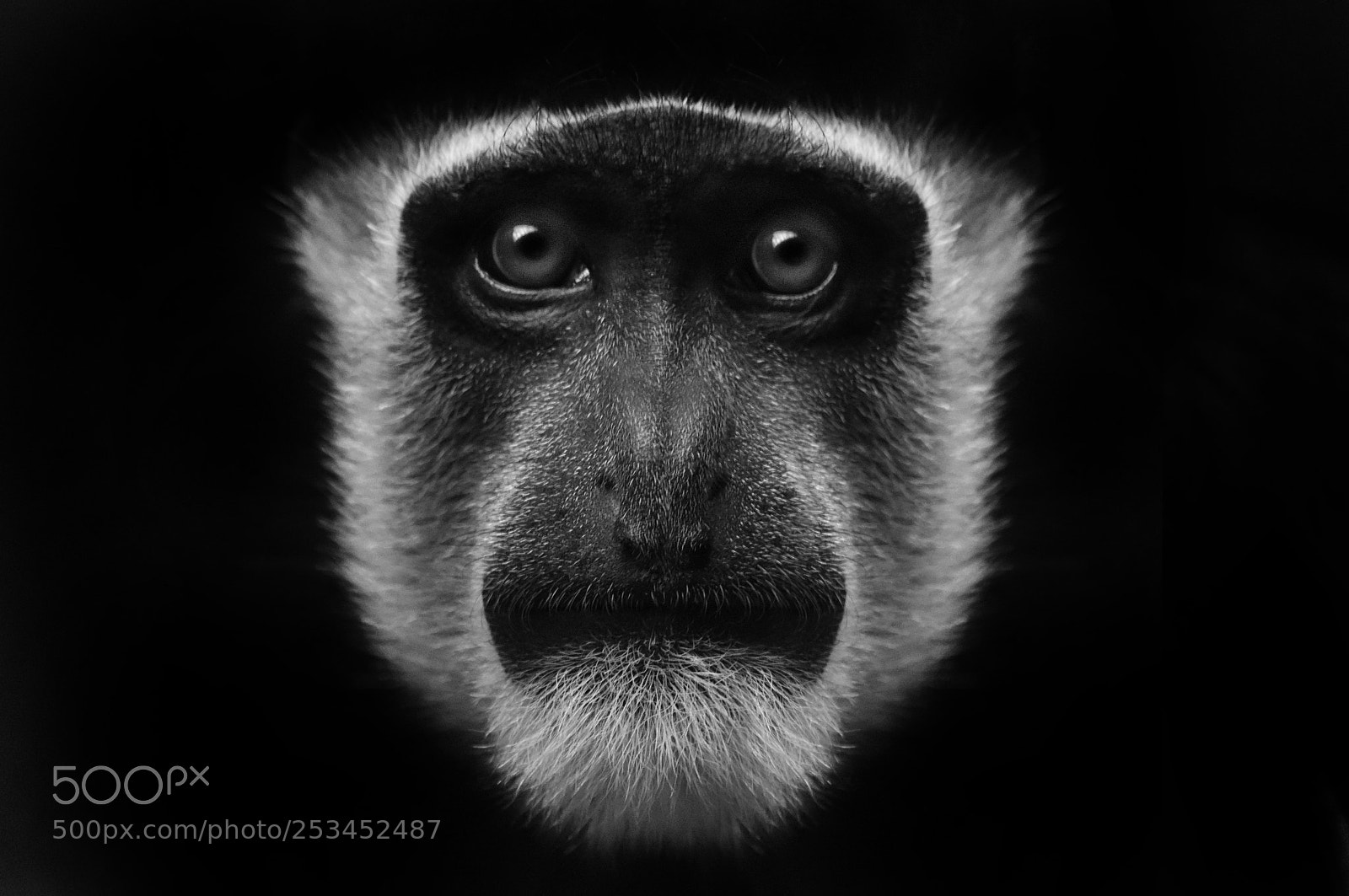 Nikon D810 sample photo. The mask ..... photography