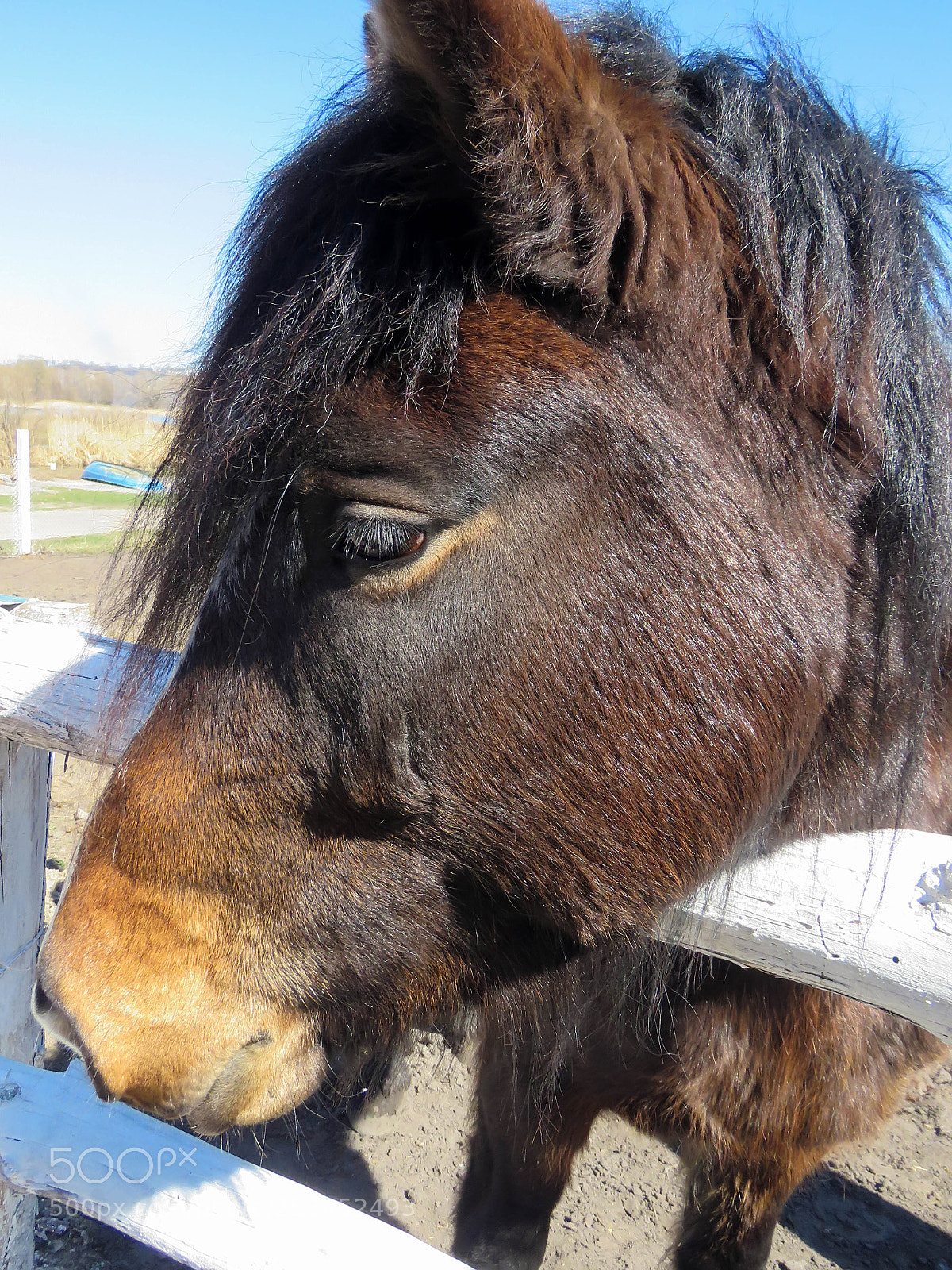 Canon PowerShot SX60 HS sample photo. Beautiful brown horse photography