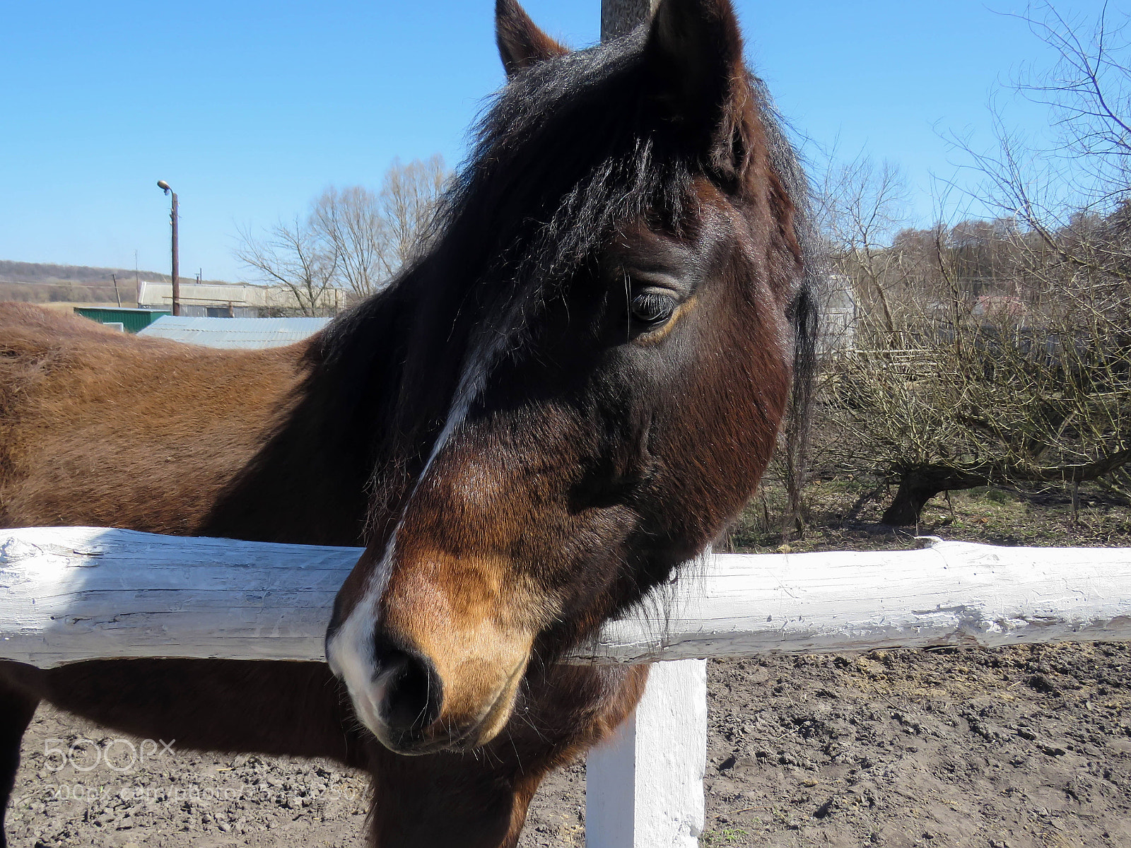 Canon PowerShot SX60 HS sample photo. Beautiful brown horse photography