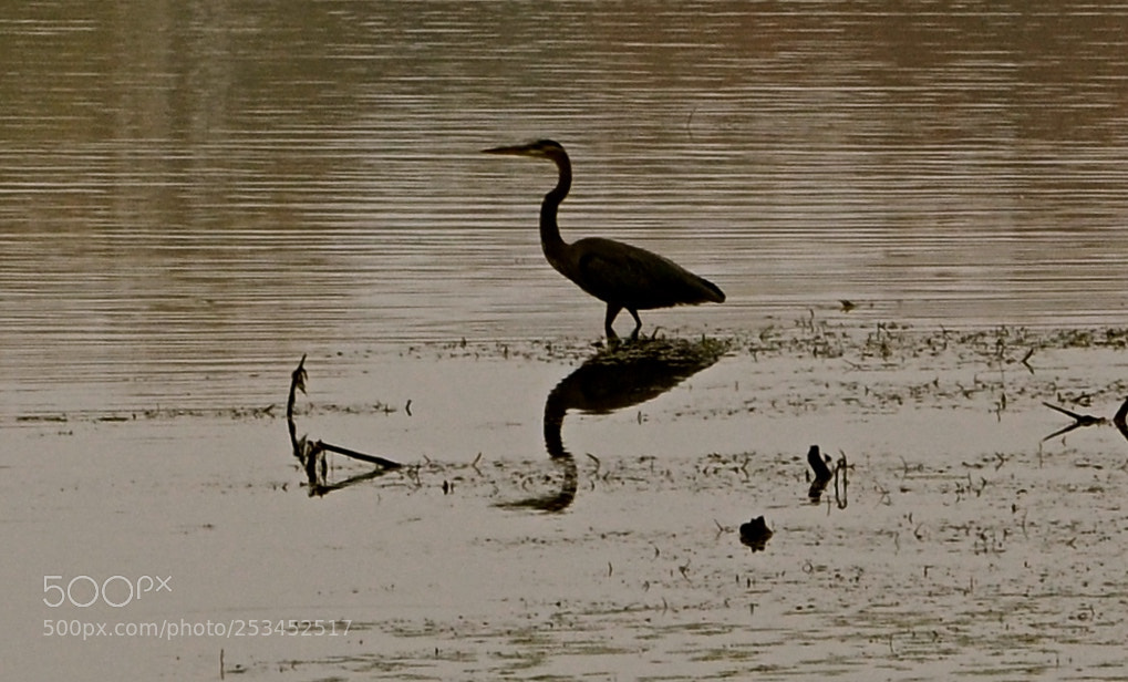 Nikon D7000 sample photo. Heron photography