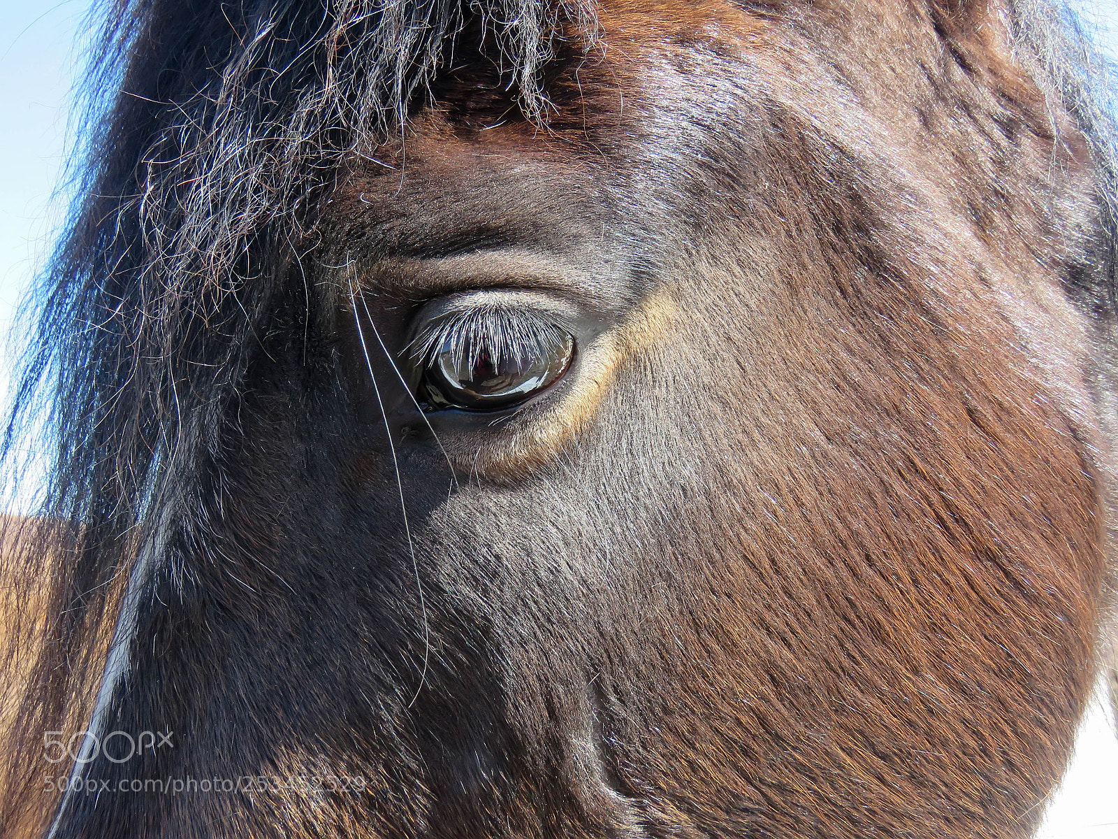 Canon PowerShot SX60 HS sample photo. Beautiful brown horse photography