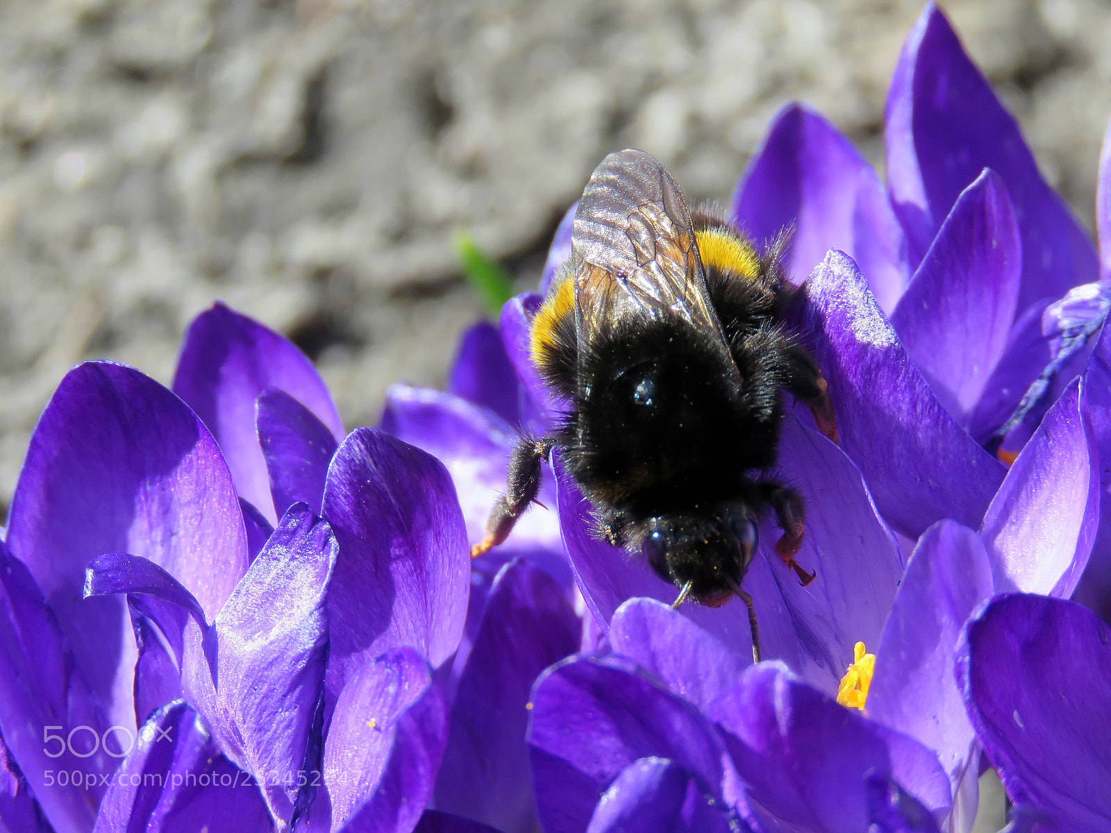 Canon PowerShot SX60 HS sample photo. Bumblebee on crocuses photography